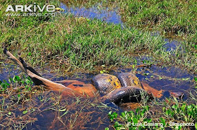 prey of the anaconda Eunectes murinus