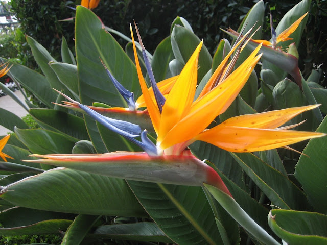 Picture Bird Of Paradise