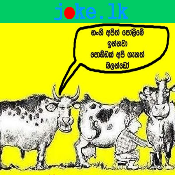 Funniest Cow Jokes - Funny Joke About Cows sinhala