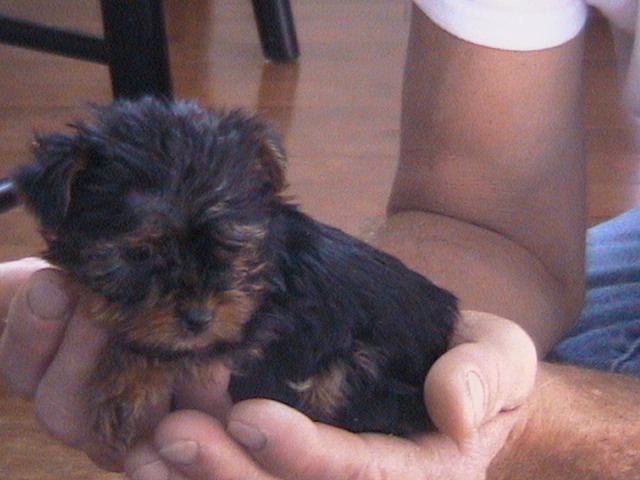 teacup yorkie-poo male puppies Images