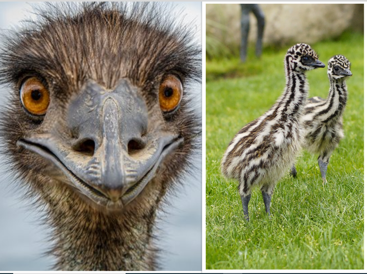 Emu and Emu chicks