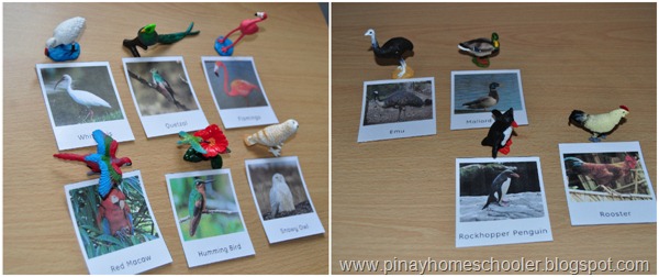 birds2