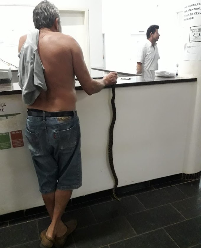 Idoso é picado por jararaca e leva cobra viva na mão até hospital de RO