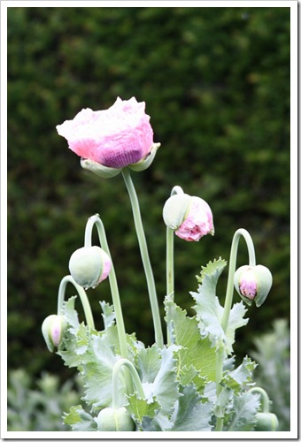 IMG_5051 (683x1024)