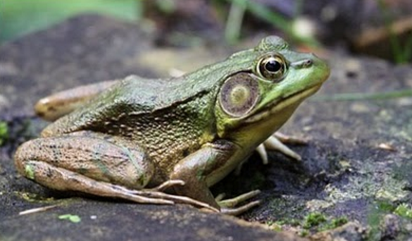 Ringkasan Materi Biologi Vertebrata  Amphibi Pintar Biologi