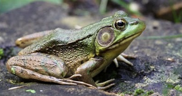 Ringkasan Materi Biologi Vertebrata  Amphibi Pintar Biologi