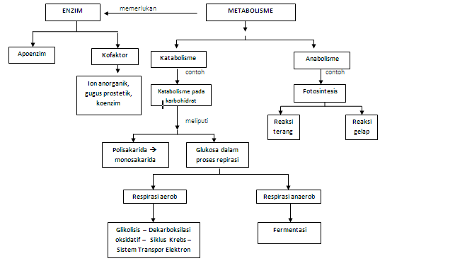 Ringkasan Materi Metabolisme BIOLOGI TERLENGKAP 