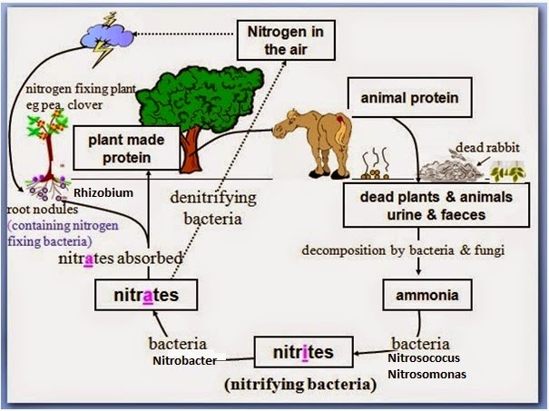 BIOLOGI GONZAGA DAUR CARBON OKSIGEN 