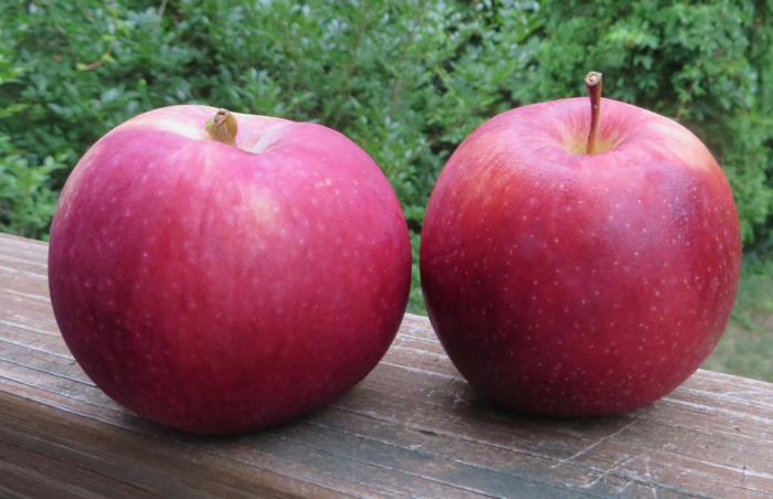 Two round red apples