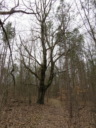 large red oak