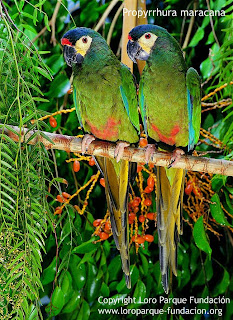 maracana lomo rojo Primolius maracana birds of Argentina