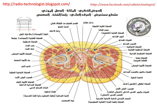 مقطع  عرضى لاسفل الحوض 