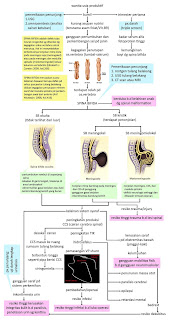 pathway spina bifida