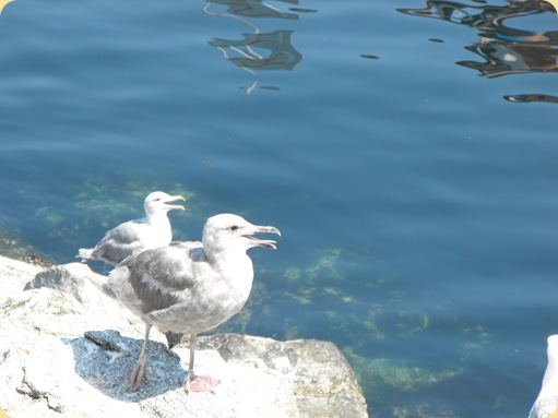 Sidney, British Columbia, Canada 250