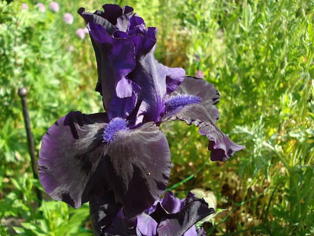 Iris Germanica Night Ruler