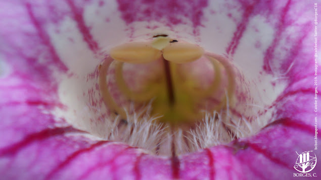 Interior de flor rosa clara com tricomas ou pelinhos