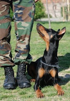 Köpeğinizi kendinize odaklayın.