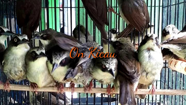 gambar burung opior paruh tebal / pleci timor ombyokan