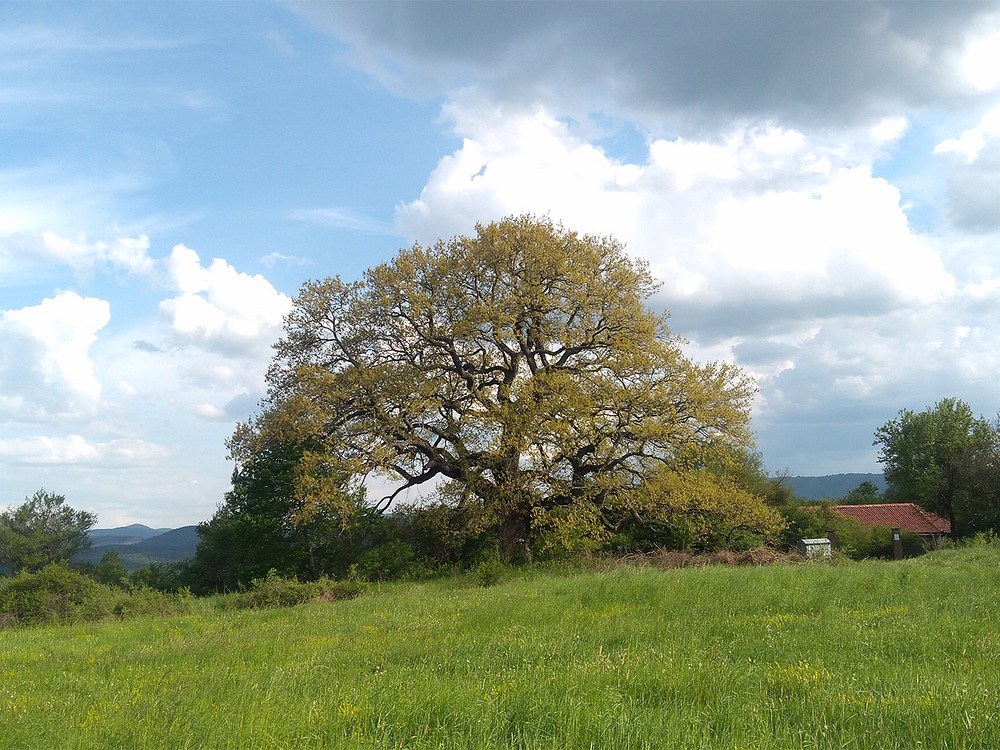 european-tree-of-the-year-2