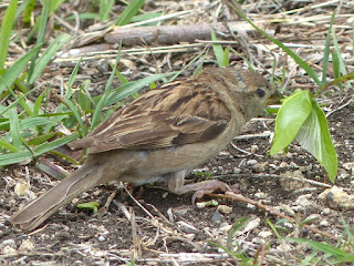 Passer domesticus - Moineau domestique