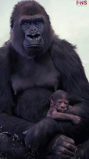 Gorilla animals HD wallpaper picture images mobile