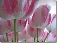 IMG_3495_resize