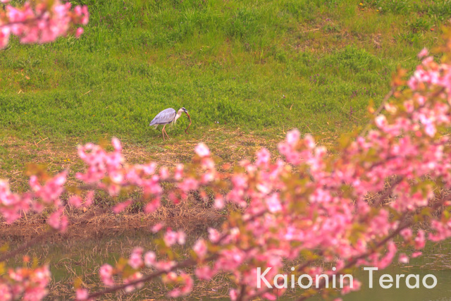 HANAMI どや花見 大阪府枚方市 山田池公園