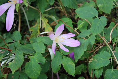 Herfsttijloos - Libbene Deade - Colchicum autumnale