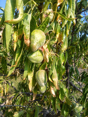 almendras verdes