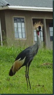 crested crane 009