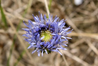 Zandblauwtje - Blauknopke - Jasione montana