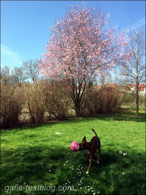 Boxer Amy im Garten mit Blutpflaume