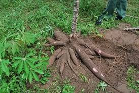 Cassava Cultivation