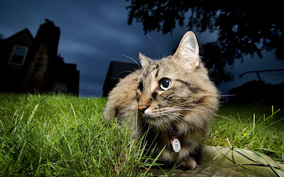 Gatito sigiloso en espera de un ratón distraído