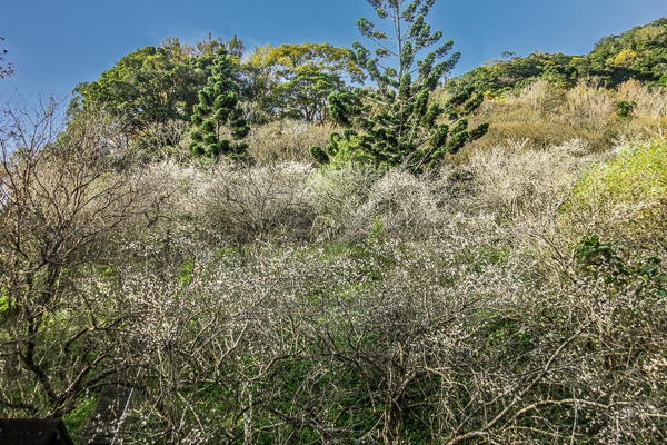 桃園龍潭石門水庫梅園梅花盛開，賞完石門水庫楓葉換梅花開