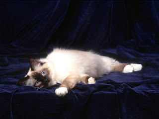 Birman Cat Wallpapers