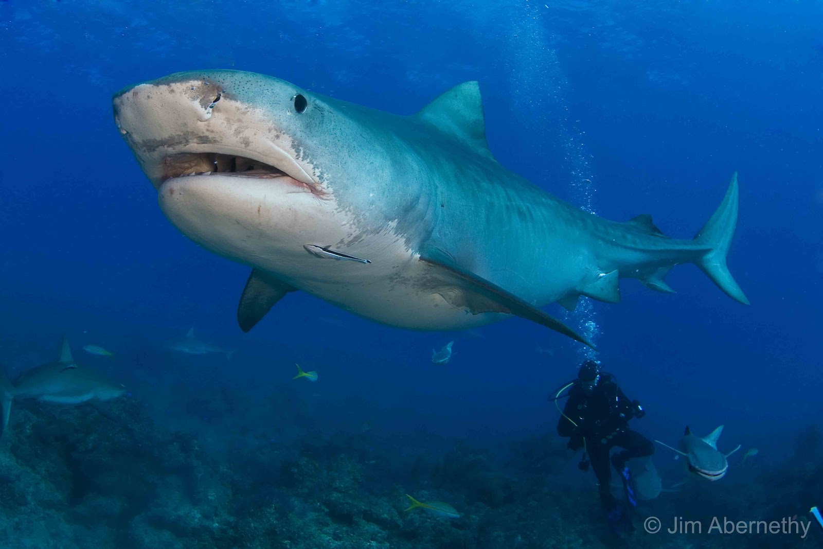 gambar ikan hiu Indonesiadalamtulisan Terbaru 2014