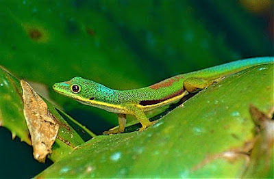 Gecko Diurno Listado (Phelsuma lineata)