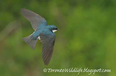 Tree swallow, Toronto photographer Robert Rafton