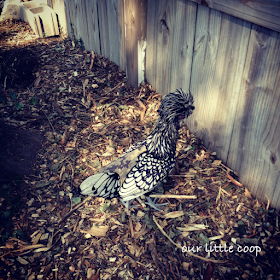 Janis our silver laced Polish showing off her new camo Hen Saver courtesy of Crazy K Farm!, backyard, urban, chicken