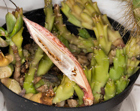 Stapelia variegata seeds emerging from their pod on my windowsill, 31 October 2015.