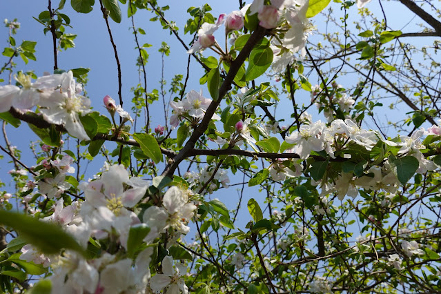 自宅の庭のリンゴの木の花