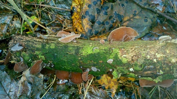 Jelly Ear Auricularia auricula-judae at Nesscliffe