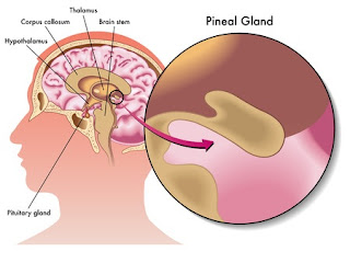 Pineal gland, pitutiary gland, psychic power, psychic dreams, third eye, indian hypnosis academy, dr jp malik