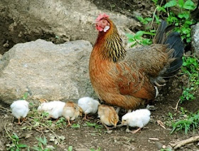 Gallina y pollitos libres.