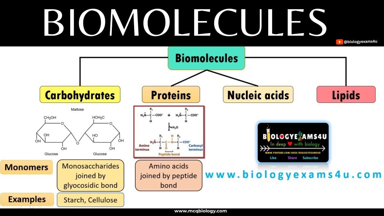 MCQ on Biomolecules