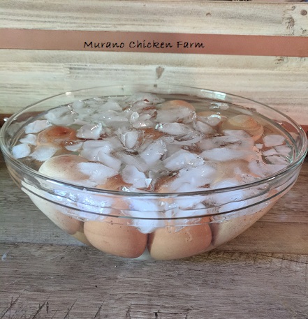 How to clean fresh eggs - Murano Chicken Farm