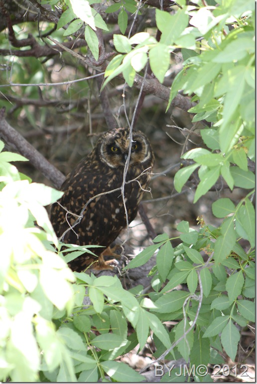 SHORT EARED OWL GENOVESA