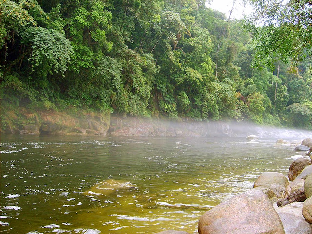 Myanmar National Park Flora