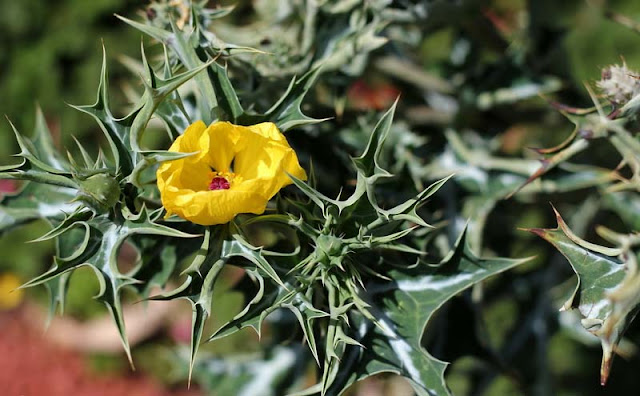 Argemone Mexicana Flowers Pictures